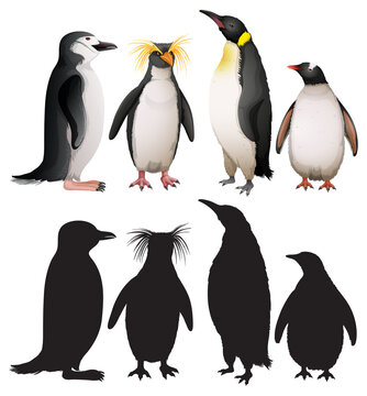 Set of penguins with silhouette