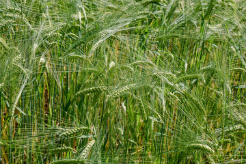 green wheat field in summer time