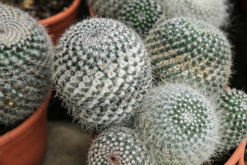 Mammillaria cactus plants in the garden