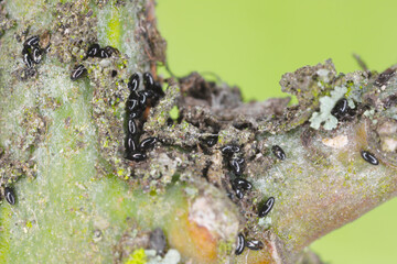Overwintering aphid eggs (black bean aphids, Aphis fabae) on twigs of spindle (Euonymus).