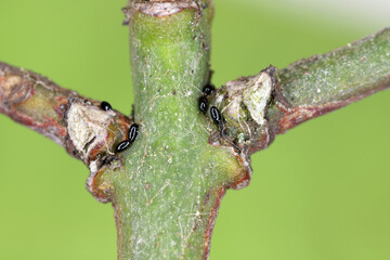 Overwintering aphid eggs (black bean aphids, Aphis fabae) on twigs of spindle (Euonymus).
