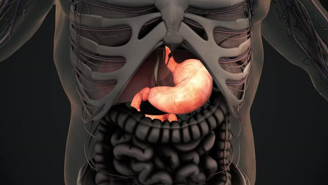 Human stomach anatomy animation background