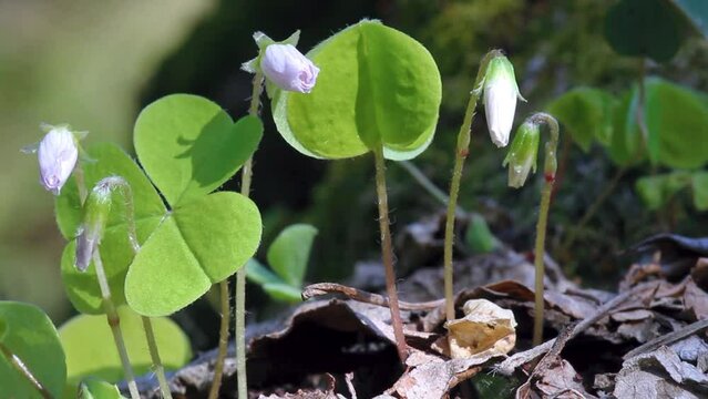 Shamrock (Oxalis acetosella). Plant of of Europe and Asia shady dark coniferous forests. Trifoliate leaves and flowers fold at night. Medicinal plant: anti-inflammatory, digestive. Nectariferous