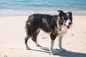 border collie dog portrait on the beach