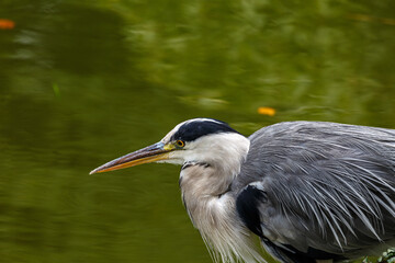 Gray heron near to the water in park