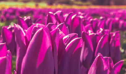 purple and white tulips