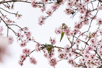 Parrots eating the flowers of the almond trees the almond trees in bloom in Madrid