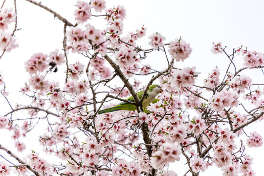 Parrots eating the flowers of the almond trees the almond trees in bloom in Madrid