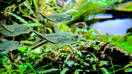 Flock of fish Costae Tetra (Moenkhausia costaea) with Siamese Algae-eater (Crossocheilus oblongus) in the green aquarium