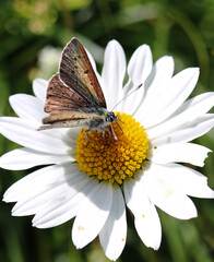 Butterfly on a flower