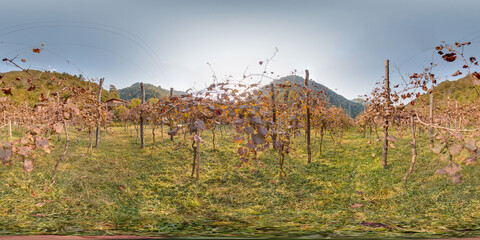 vineyard with grape in autumn in the mountains Image with 3D spherical panorama with 360 degree...