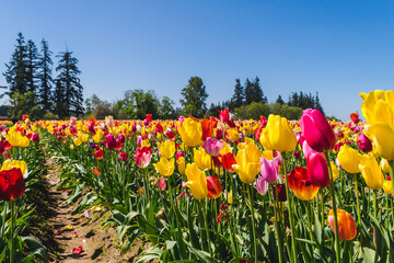 field of tulips