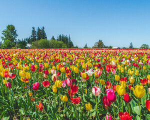 field of tulips