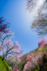 南信州の春の景色　長野県阿智村