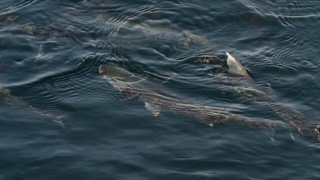 School of important commercial fish - gray mullet, scientific name is Mugil cephalus. The fishes inhabit shallow waters of the Black, Red and Mediterranean seas, widely distributed in Middle East