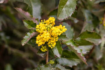 Mahonia aquifolium shrub with yellow flower, evergreen bush with spiny leaves in bloom