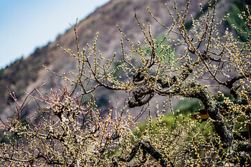 南信州の春　木の芽吹き