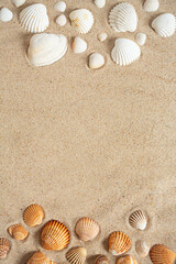 beautiful sea shells on sand