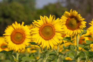 Obraz premium sunflower field