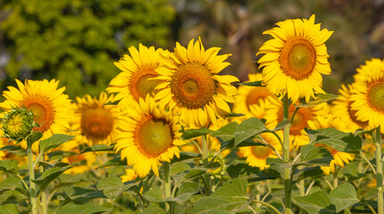 Obraz premium sunflower in field