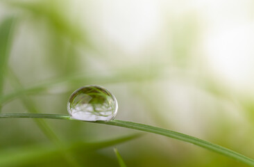 dew on grass in the morning