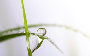 dew on grass in the morning

