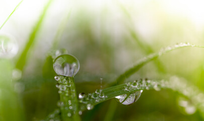 dew on grass in morning