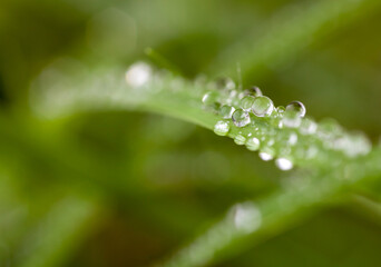 dew on grass