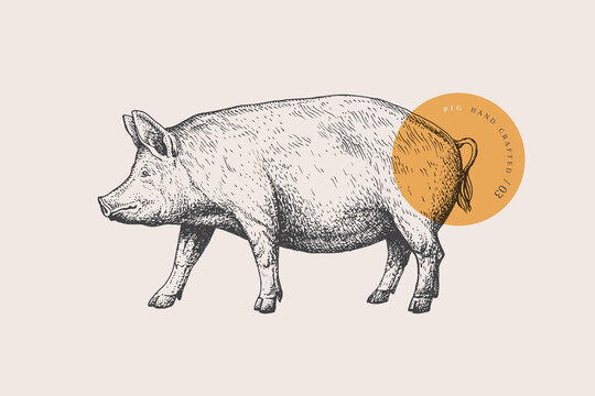 Pig. Retro picture with livestock in engraving style. Can be used for restaurant menu design, market packaging, and labels. Vector vintage illustrations on a light background.