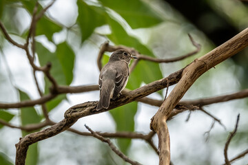 Beautiful Asian Brown Flycatcher(Muscicapa dahurica) standing on branch in the nature Thailand.
