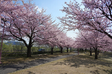 Beautiful cherry blossoms blooming in a Japanese park.