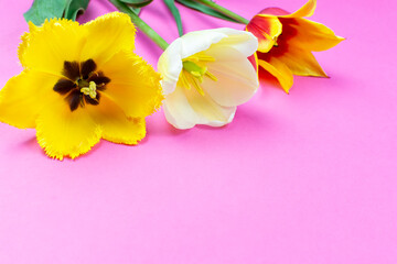 Yellow tulips on a bright pink background. Flower background. Space for text. The concept of the celebration. Congratulations on mother's day, women's day, birthday.