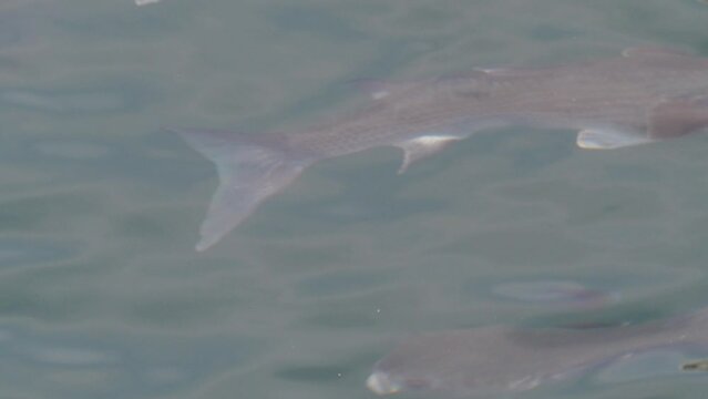 School of important commercial fish - gray mullet, scientific name is Mugil cephalus. The fishes inhabit shallow waters of the Black, Red and Mediterranean seas, widely distributed in Middle East