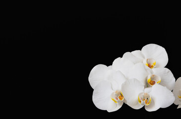 Naklejka na ściany i meble A border frame with white orchid flowers on black background (focus stacking)