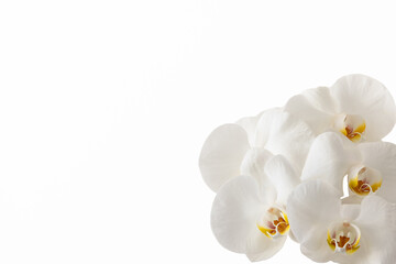 White orchid flowers on a white background to create a frame