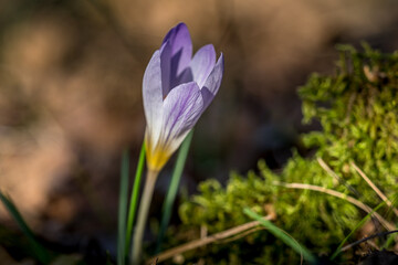 Return of spring with these crocuses in the forest, Provence