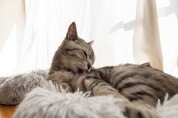 毛繕いをする猫　サバトラ猫