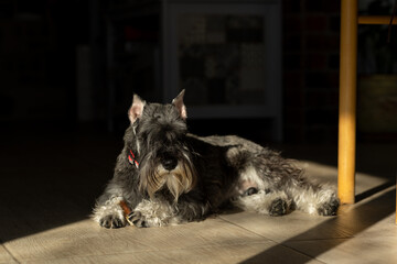Fototapeta na wymiar Dog is lying on the floor and basking in the sun
