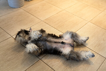 dog lies on the floor on his back and relaxes