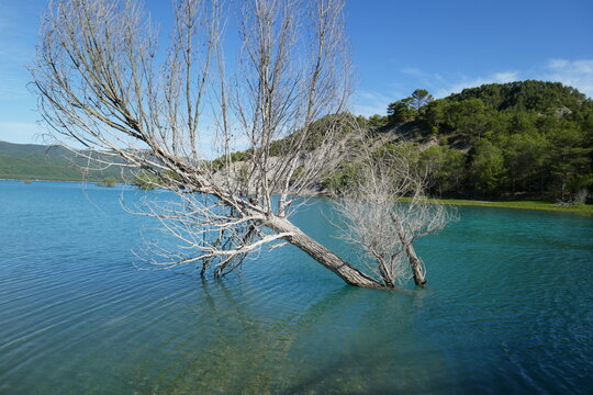 arbol