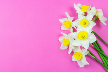 White daffodils on a bright pink background. Flower background. Space for text. The concept of the celebration. Valentine's day, women's day, birthday.
