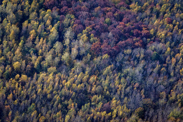 vue aérienne d'une forêt à l'automne à Launoy dans l'Aisne en France 
