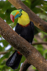 Portrait of a keel-billed toucan, Ramphastos sulfuratus, perched on a large branch, curiously observing what is happening in front of him. The blurred background is provided by green vegetation.