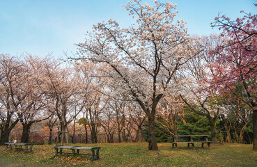 Cherry Corridor in the Higashiyama Zoo and Botanical Garden. Nagoya. Japan