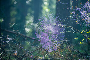 Large spider web on fallen pine branches. Backlit silky threads illuminated by morning sunlight in a forest. Selective focus on the details, blurred background.