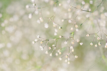 White airy fluffy Gypsophila selective focus photo background good for cards, posters, website decoration etc.