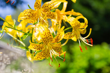 Yellow leichtlinii yellow tiger martagon lily shallow depth of field, selective focus photo good for cards, posters, website decoration etc. - obrazy, fototapety, plakaty