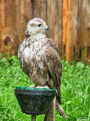 a buzzard from the air show in saarburg. Interested Bird with white brown plumage