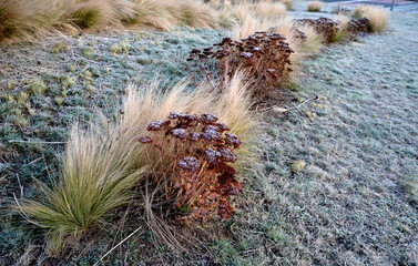 ornamental steppe grasses can withstand drought and are decorative even in winter in rows or individually or in combination with a purple or white perennial - obrazy, fototapety, plakaty