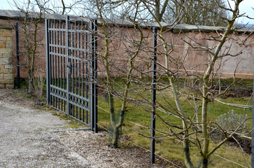 apple trees grown in flat vertical palmettes. branching at sharp angles. flowerbed strip with fruit trees are a fence with a wrought iron black gate to the garden behind the wall